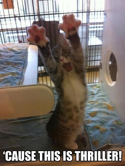 Cat acts thriller
