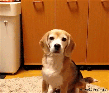 Dog Plays Catch
