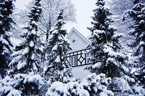 Snow trees and house Snow trees and house