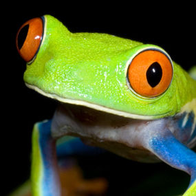 frog frog