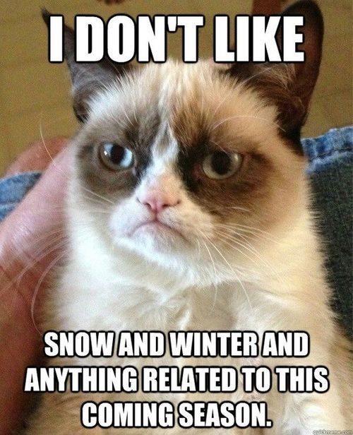 Grumpy Cats true feelings Grumpy Cats true feelings