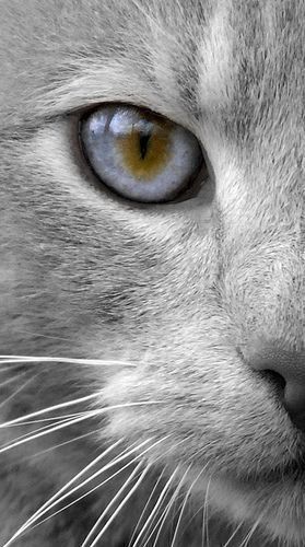 Smokey Grey Eyes Smokey Grey Eyes