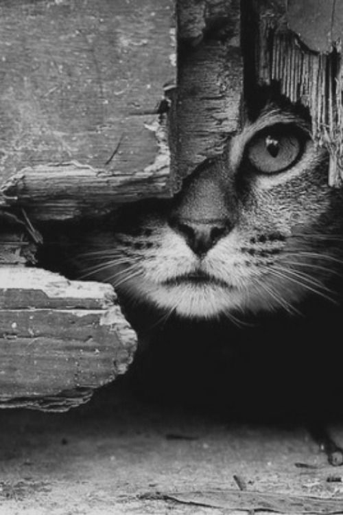 The spy Cat 