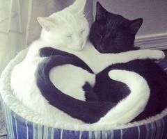 Love Found a home Love Found a home