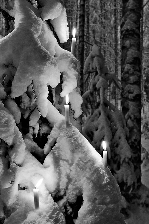 Candles in the winter forest
