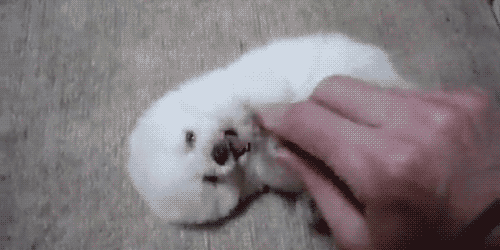 Playful Puppy