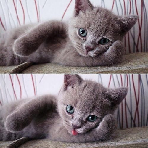 Perdy Kittens first photoshoot
