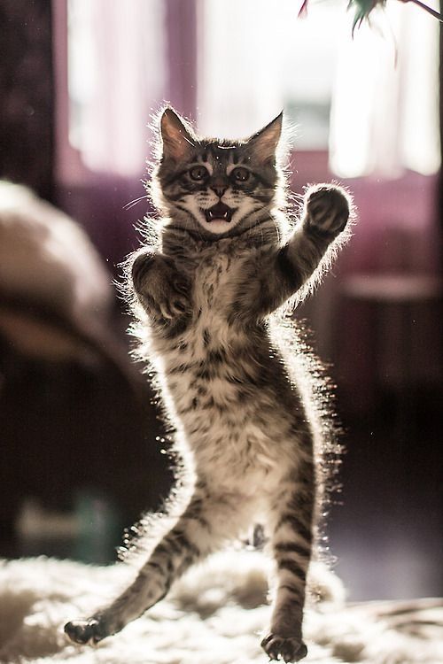 My Catsa dance better then your Salsa dance