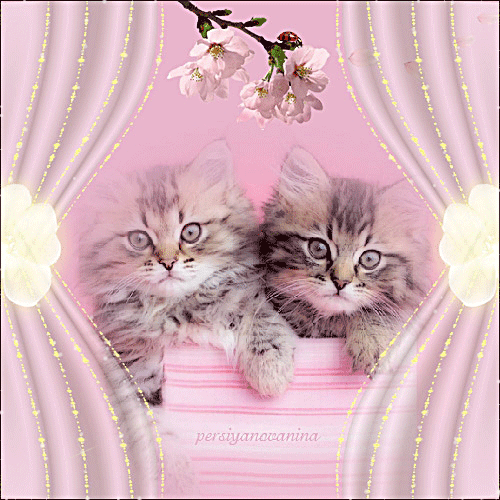 Pretty Kittens Pretty Kittens