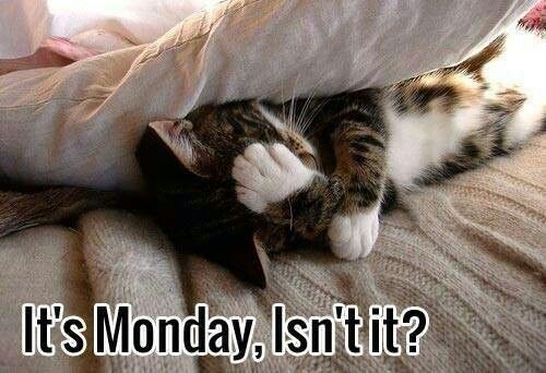 It's Monday isn't it