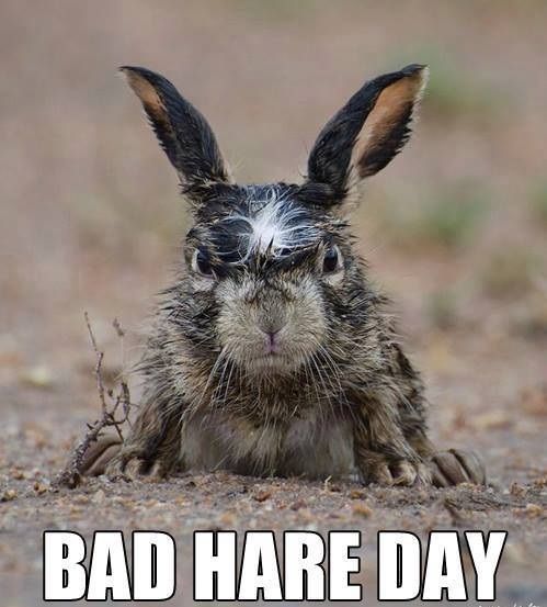 Bad Hare Day Bad Hare Day