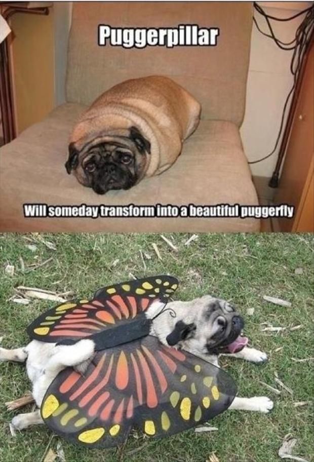 Puggapillar Puggapillar