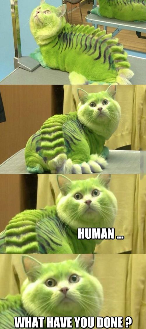 Human Human