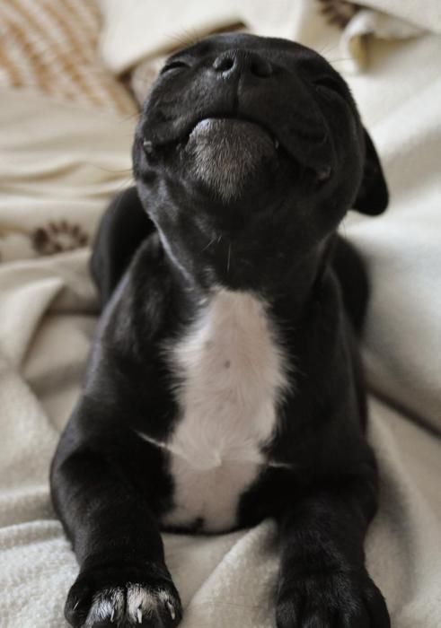 French bulldog smiling