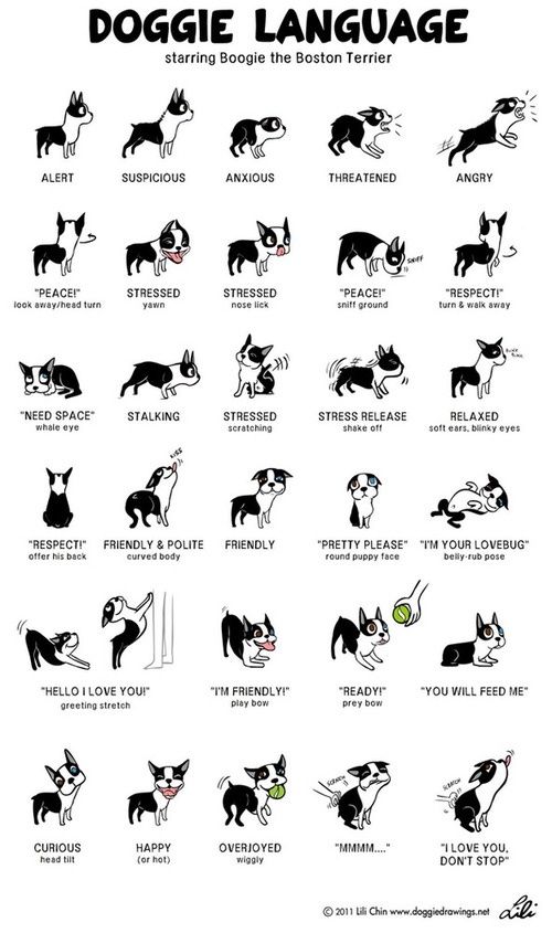 Doggie Language Doggie Language