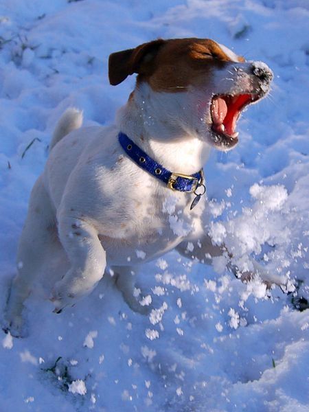 Jack Russell