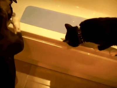 Pushed In The Tub Pushed In The Tub