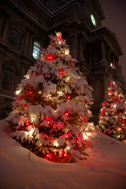 Decorated Christmas Trees Decorated Christmas Trees