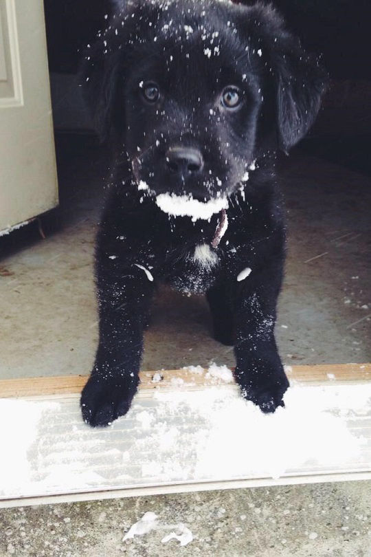 Winter Puppy Winter Puppy