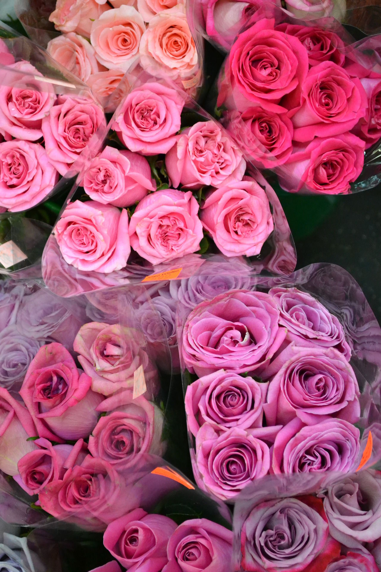 Roses Roses
