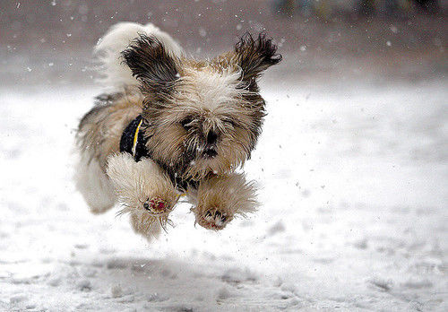 Doggy Flying Through the Snow