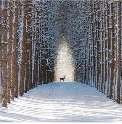 Deer In The Snow!!