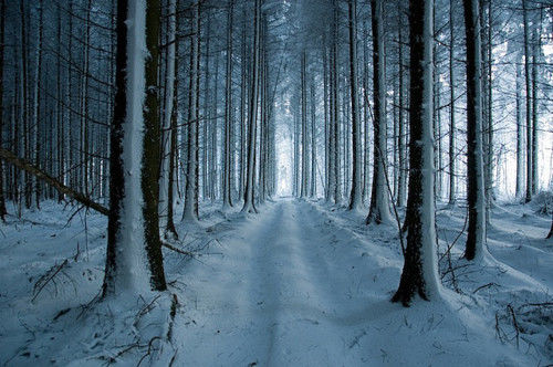 Forest winter Forest winter