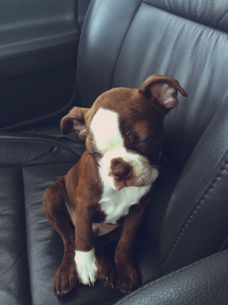 Tired Pup