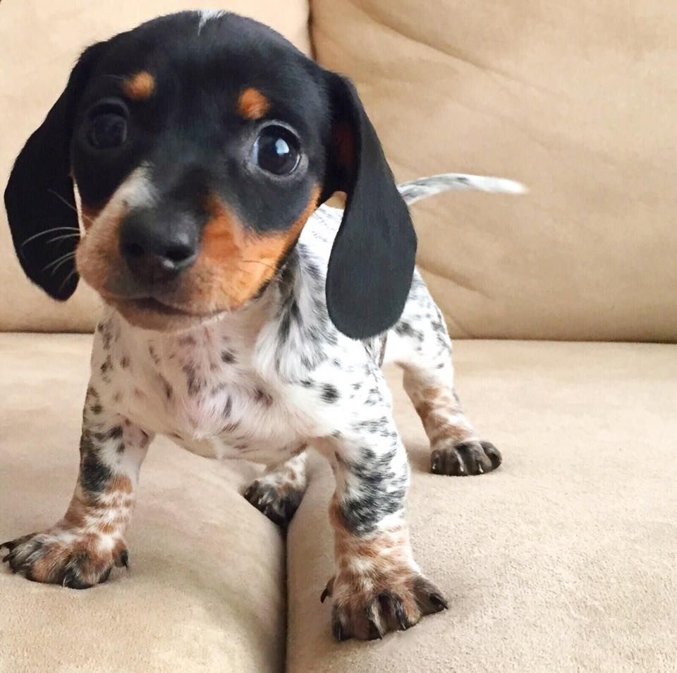 Adorable Puppy Adorable Puppy