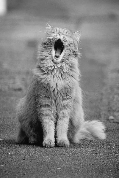 Cat yawns