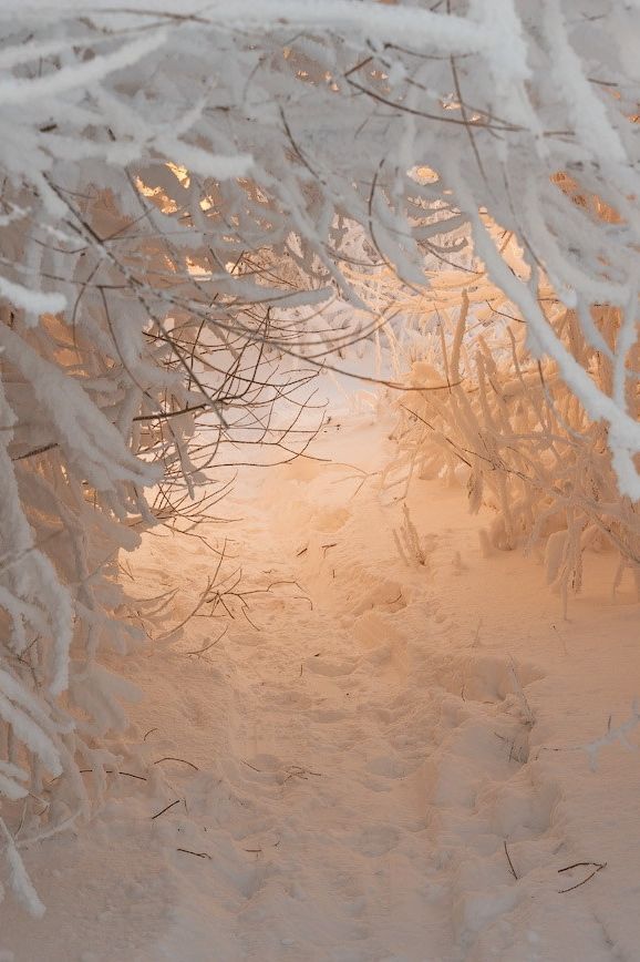 forest Snow forest Snow