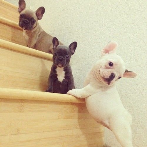 Puppies on the steps