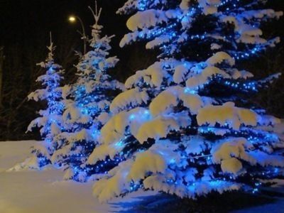 Blue Trees