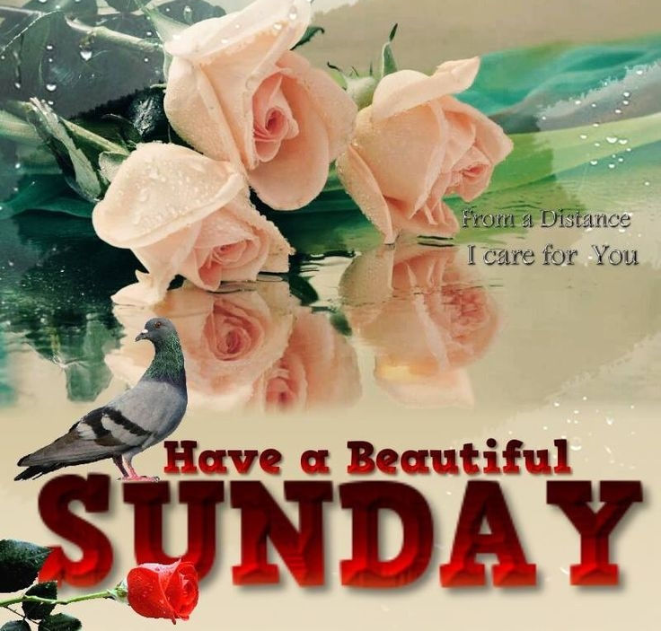 Have a beautiful Sunday Have a beautiful Sunday