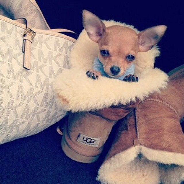 Puppy Love Puppy Love