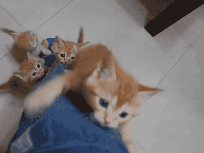 Kitty Climb Kitty Climb