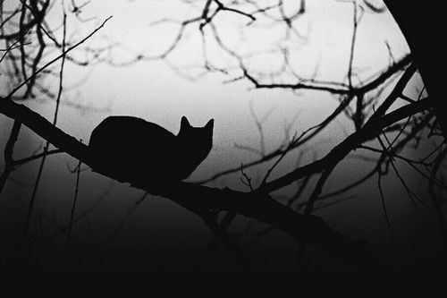 Dark Cat shadows