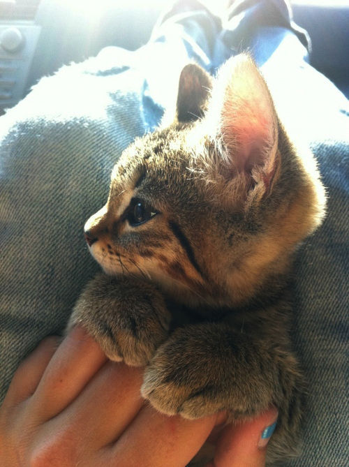 Kitty kitten