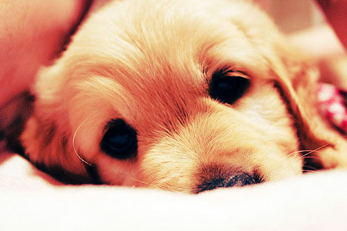 Sleepy Puppy