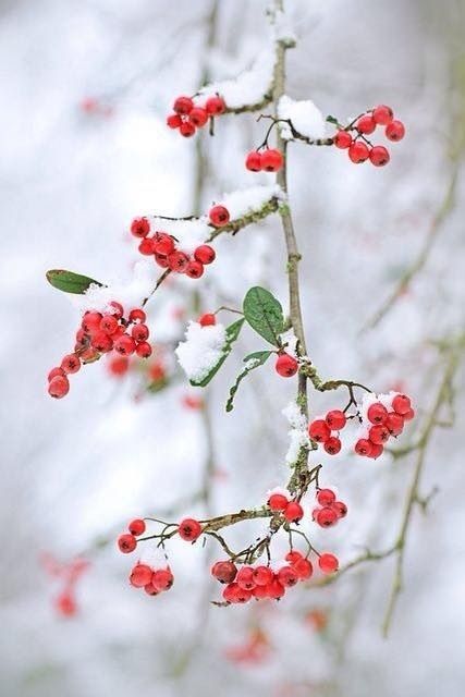 Holly Berries