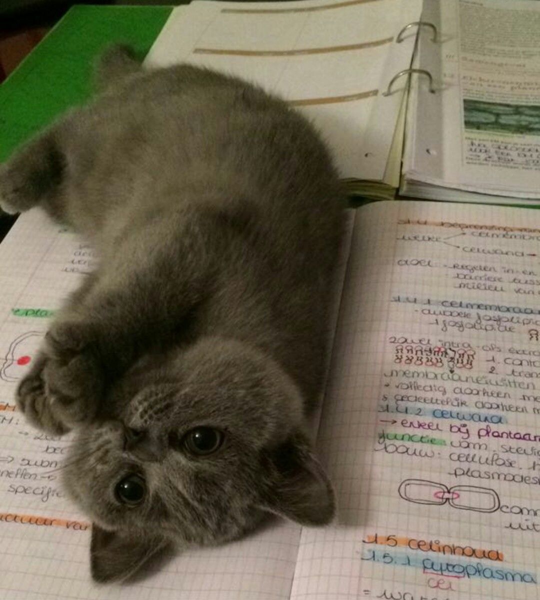 Stop Studying and Play with Me!