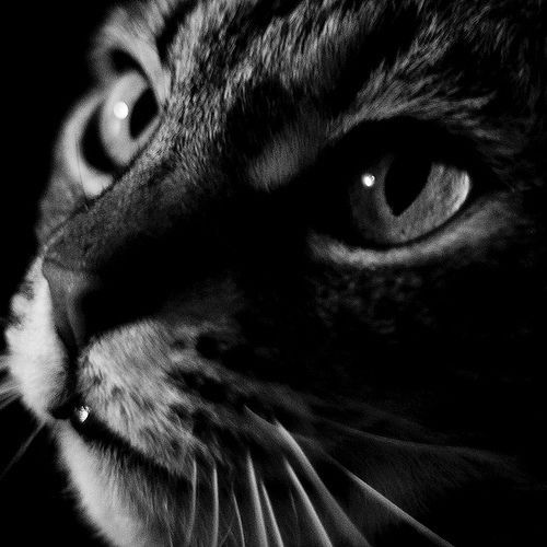 Cat of the House