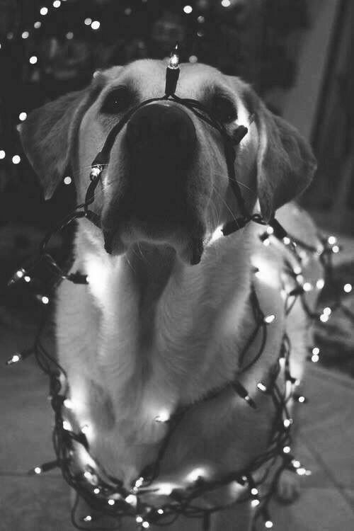 Christmas guard dog Christmas guard dog