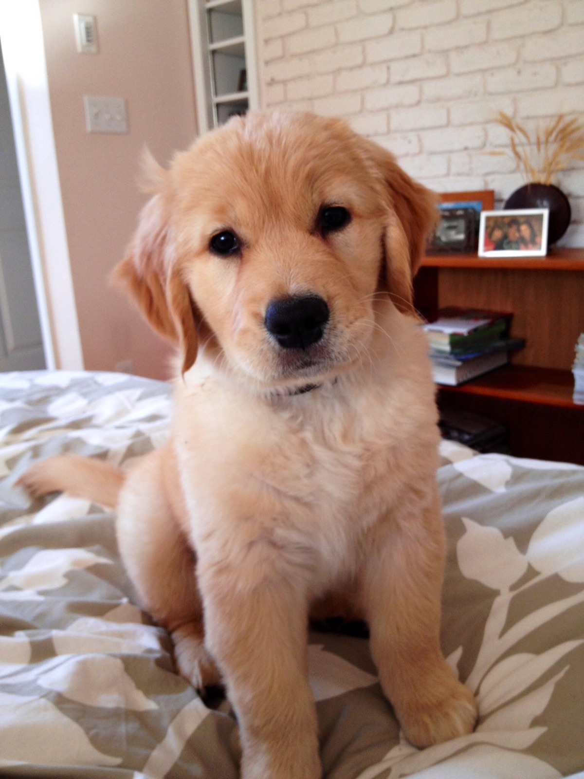 Cute little puppy