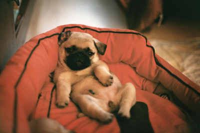 Snuggled Puppy Snuggled Puppy