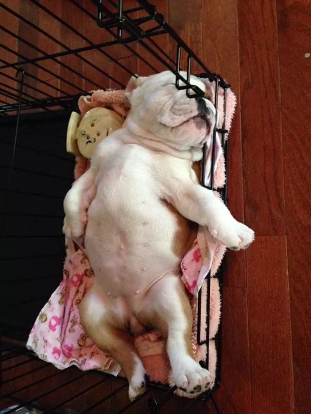English Bulldog Sleeps comfortable English Bulldog Sleeps comfortable