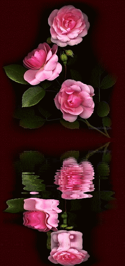 Reflections of Pink Roses Reflections of Pink Roses