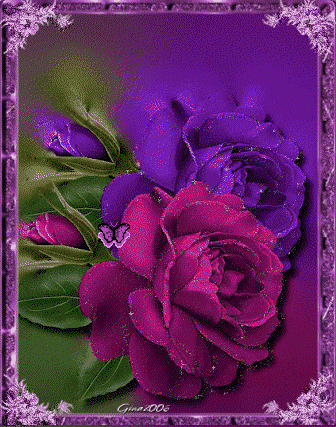 Pink & Purple Roses