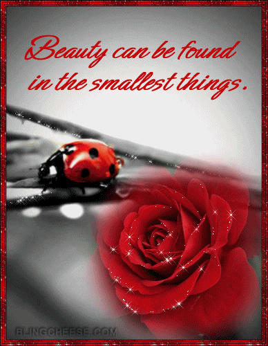 Beauty Can Be Found in the Smallest Things Beauty Can Be Found in the Smallest Things