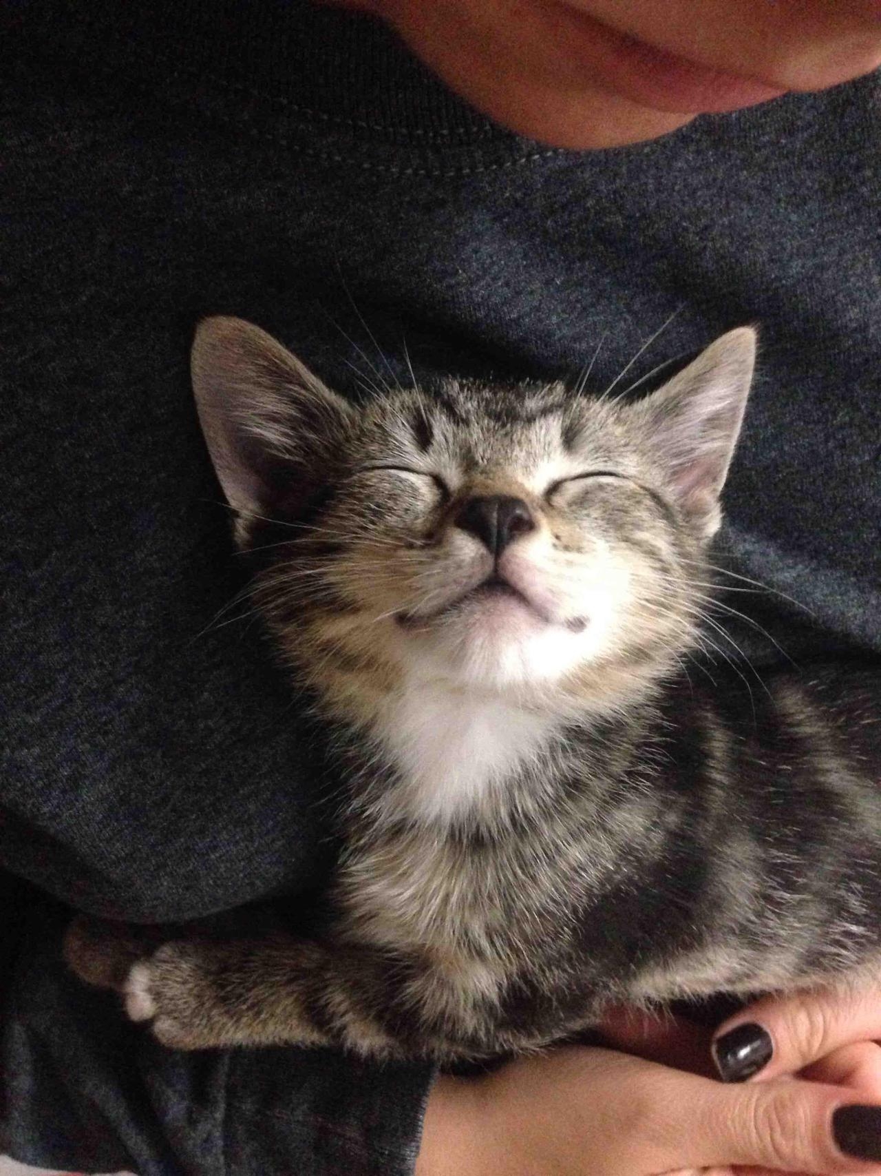 Content Kitty
